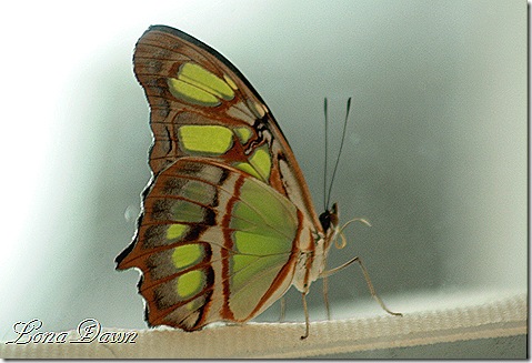 FPC_Butterfly_Malacite_Siproeta_stelenes2