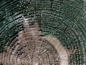 anells arbre.jpg