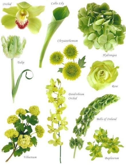 [Know%2520Your%2520Flowers%25204%255B4%255D.jpg]