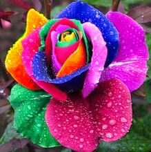 [MENTIRA%25207%2520Holland-Rainbow-Rose-Flower-Home-Garden-rare.jpg_220x220%255B2%255D.jpg]