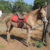 2EncontrodeMuladeiros-435.JPG