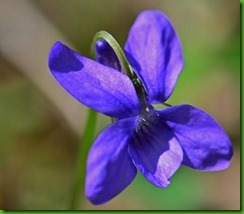 Viola odorata Queen Charlotte