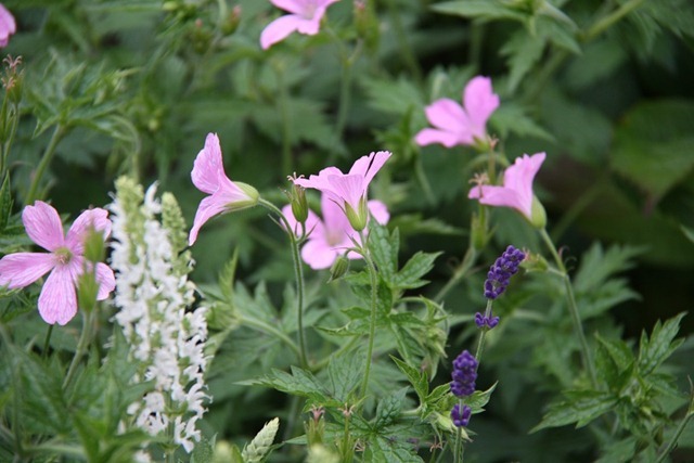 rozewitblauw rozewitblauw