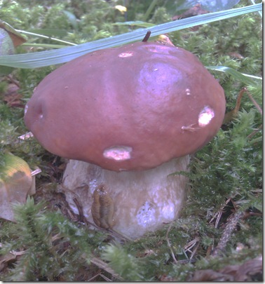 fungo porcino raccolto a Valdidentro Immagine 071