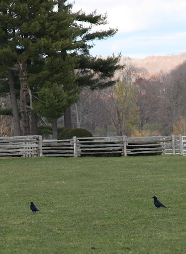It's been proven that crows are so smart that they actually use tools!  With the help of curved sticks, they can gather food from inside small areas.
