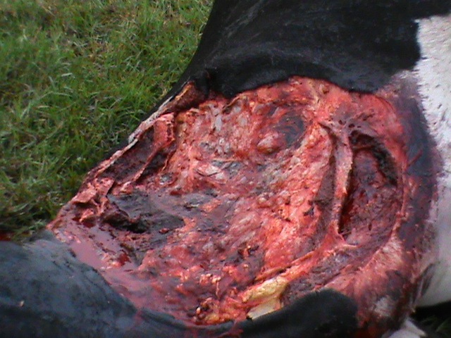[TSITSIKAMMA%25204%2520cattle%2520mutilations%2520Bakkes%2520farm%2520April72012%255B2%255D.jpg]