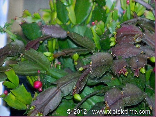 DSCN5943 DSCN5943