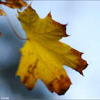 Some Yellow Leaf