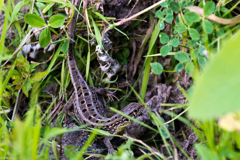 20110709-DSC_1322.jpg