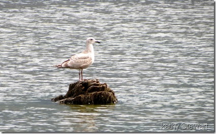 Light Colourd Gull is still there