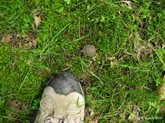 baby box turtle with foot for scale