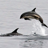 Leaping atlantic white-sided dolphin