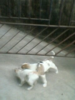 [kitten_and_puppies_playing%2520%25281%2529%255B3%255D.jpg]