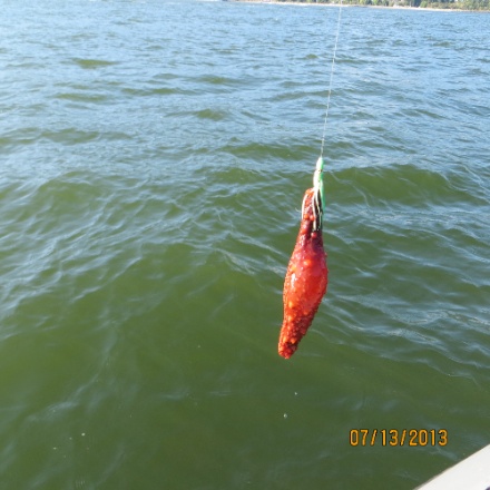 IMG_0558.jpg IMG 0558