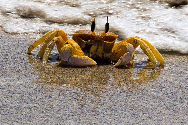 crab crab