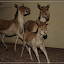 – Wildpferde – Wildpferde