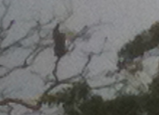 [monkey-in-a-tree4.jpg]