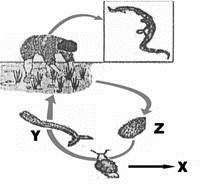 daur hidup Fasciola hepatica