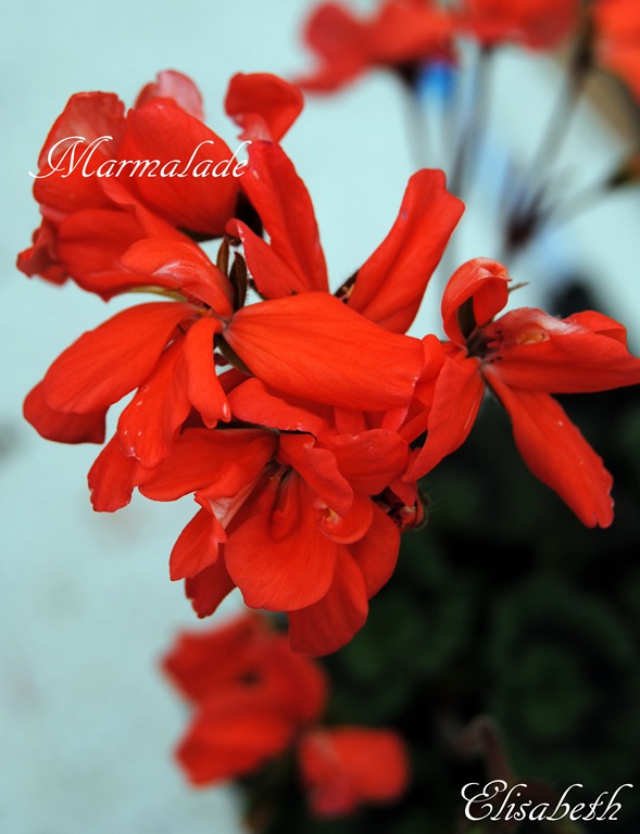 [pelargonium%2520i%2520mai%25202011%2520036%255B4%255D.jpg]
