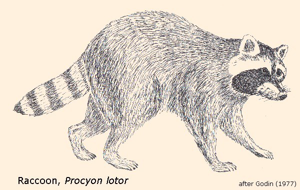 [raccoon3.png]