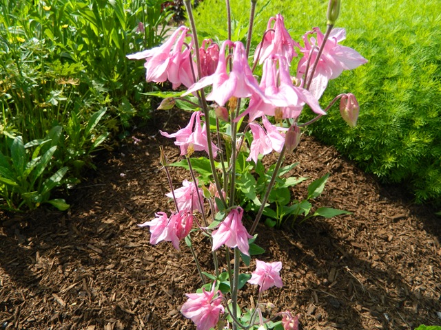 [Flowers%2520summer2011%2520011%255B3%255D.jpg]