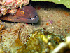  Koh Lipe Resimleri Fotoğrafları