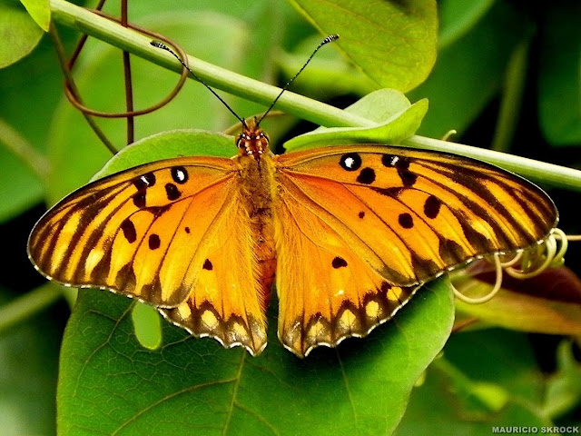 Agraulis vanillae (LINNAEUS, 1758). Environs de Curitiba, Paraná. 27 novembre 2010. Photo : Mauricio Skrock