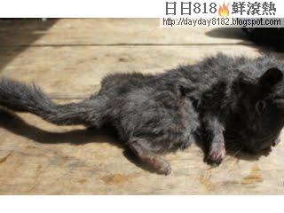 千萬年石鼠 Laonastes aenigmamus