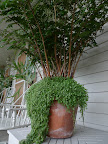 These large potted ferns are back on the tables where they were before.  I just love how the baby tears trail down the sides of the pots.  Don't you, Franny?