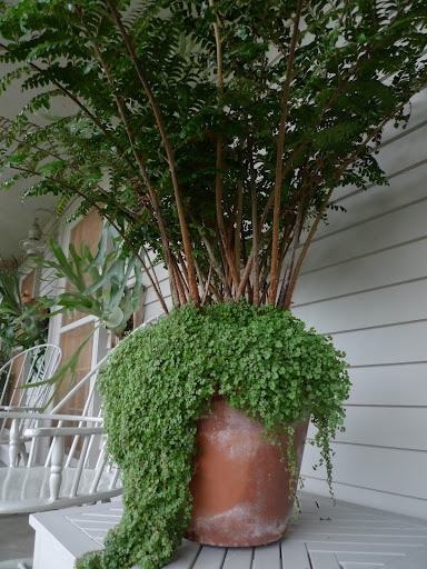 These large potted ferns are back on the tables where they were before.  I just love how the baby tears trail down the sides of the pots.  Don't you, Franny?