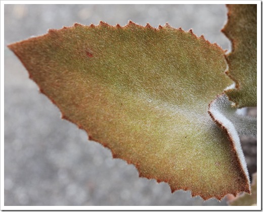 111003_Kalanchoe-beharensis_03