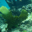  Snorkel Buck Island Reef 