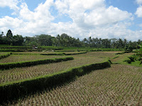 Rice paddies galore - Eco Bike Tour - Ubud Region