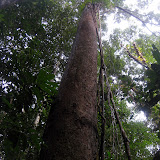Gunung Palung - tall tree.... (Andy Dean, July 2010)