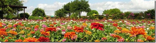 Zinnia Fields