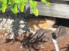 Florida Orlando yellow feral kitty Florida Orlando yellow feral kitty