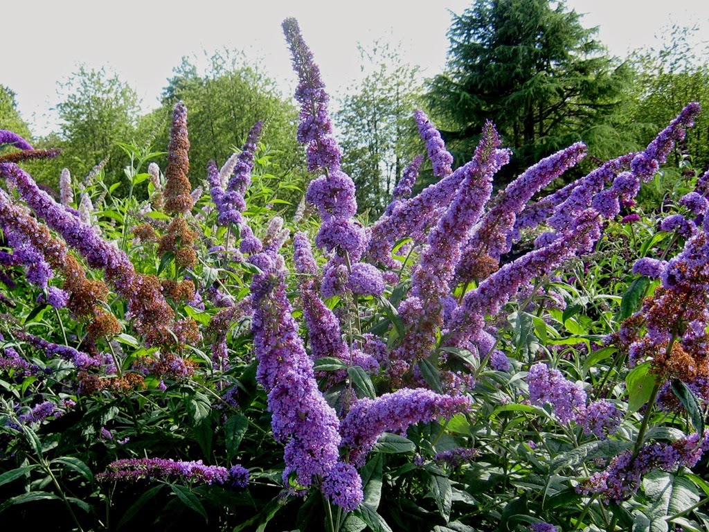 [Buddleja_davidii%255B3%255D.jpg]