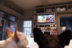 Clive, Rufus, and Billy as Seen on TV