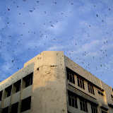 ﾋﾞﾝﾄｩﾙの街中にて　上層階をﾊﾞｰﾄﾞ･ﾊｳｽに改造したｼｮｯﾌﾟ･ﾊｳｽ / Downtown Bintulu: a commercial building, whose upper floors are converted into a bird house