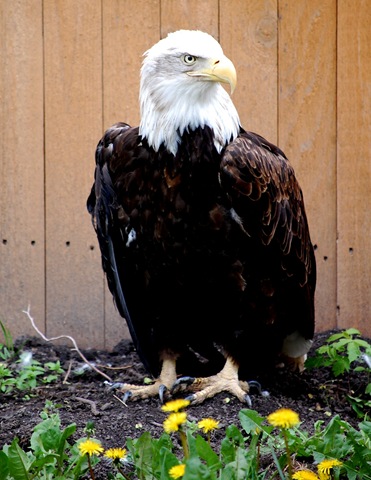 [aviary592.jpg]