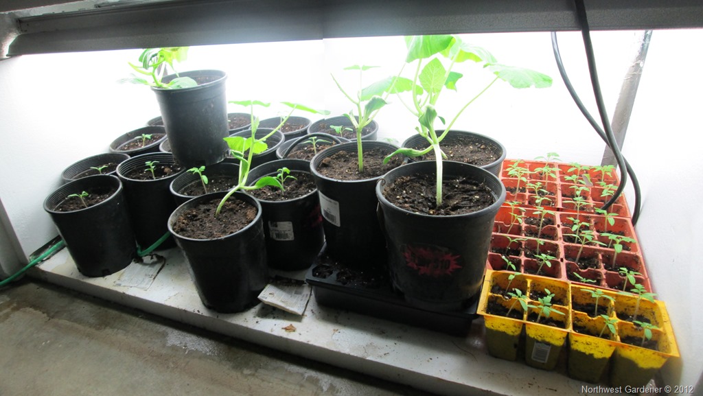 [Grow%2520Box%255B8%255D.jpg]