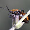 Slender Net-winged beetle
