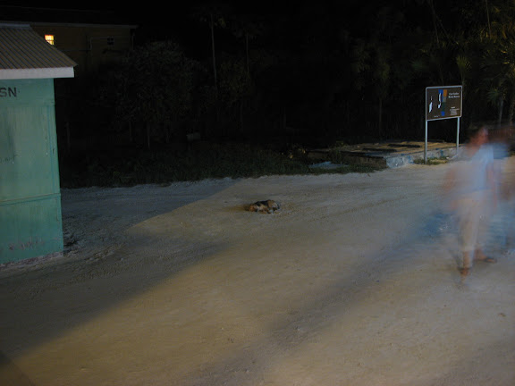 Dog sleeping in the street