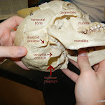 skull_condyles_labeled.JPG