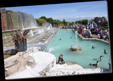 Penguin Pool 5 July 2010