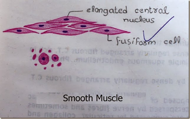 smooth muscle high resolution histology diagram