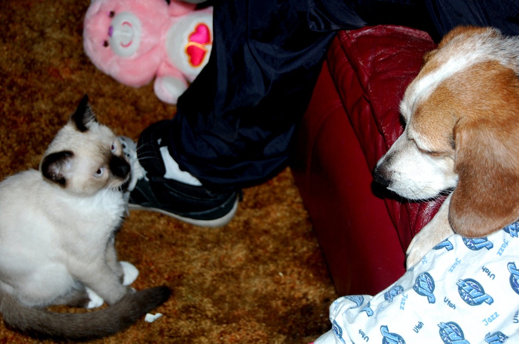 [catdogcouch34.jpg]