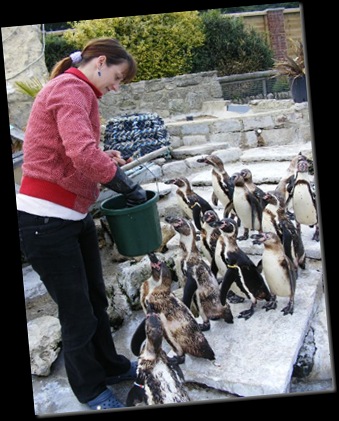 Serena feeding Penguins DSCF4198