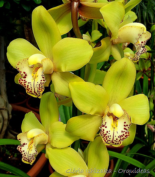 Glória Ishizaka - orquideas 7