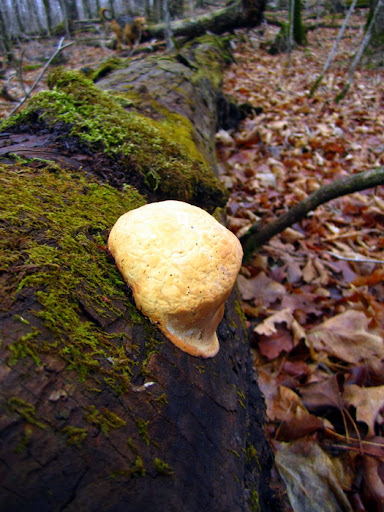 Mouth mushroom on log near Twin Lakes singletrack